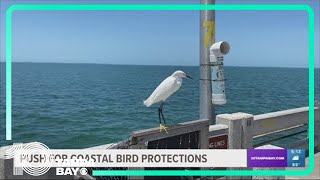 Push continues for coastal bird protections at Skyway Fishing Pier [upl. by Undine]