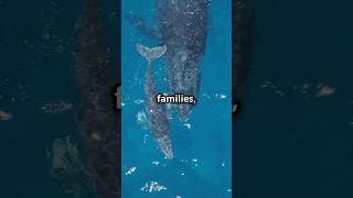 Whale Families The Oceans Gentle Giants [upl. by Eslek]