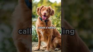 Nova Scotia Duck Tolling Retriever dogs retriever [upl. by Amlas]