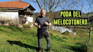 Consejos para la poda del melocotonero albaricoque nectarina  Conceptos de poda suave poda [upl. by Alenoel]