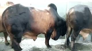 puran dhakar elakar shobcheye boro boro goru dekhen nin eiduladha2024 cow giantgoru cattle [upl. by Sanford892]