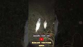 रात्री कांडाळीत गावले मासे  नदी मधील मासेमारी  fishing fishingvideo fish fisherman [upl. by Blalock]