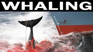 Whale Hunting and Its Future  1970 Documentary on Whales and Whaling Industry [upl. by Ganny698]