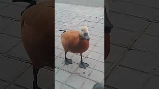 ruddy shelduck He cools off by eating grass and peanuts 🥜🥜 [upl. by Hgielrahc157]