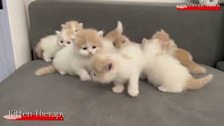 Kitten Therapy A The Healing Power of Kittens Therapy A Prescription for Happiness The Joy of Kitten [upl. by Ramyar]