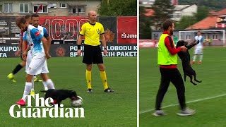 Absolute howler dog steals ball and nutmegs players in Bosnian football match [upl. by Adimra340]