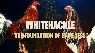 WHITEHACKLE GAMEFOWL BLOODLINE Fighting Style and History [upl. by Esinrahc59]