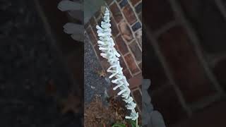 Salvia Leucantha White Mischief looks interesting and beautiful 🥰 [upl. by Herodias]