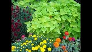 Sweet Potato Vines Make Great Foliage for Summer Color [upl. by Uella904]