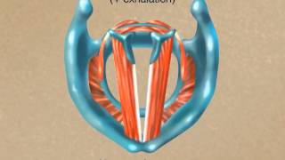 How the Larynx Produces Sound [upl. by Juster]