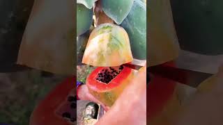 Papita lagna ka asante Tariq fruit papaya gardening satisfying papayaseeds [upl. by Malina67]