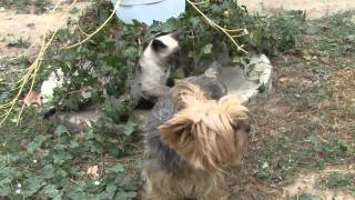 Les chiens naiment pas les chats [upl. by Nnairrehs]