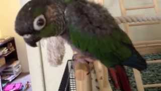 Green cheek Conure talking saying pretty bird 2 [upl. by Emie]