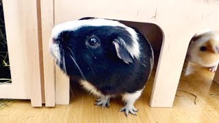 Vlog New Guinea Pig Hidey amp Exploring  Haul [upl. by Suhpoelc]