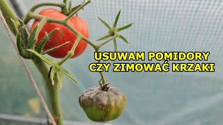 Zimowanie Pomidorów  Czy warto zimować krzaki Pomidorów tak jak Papryki Koniec Uprawy Pomidorów [upl. by Claudius845]