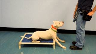 Dogo Argentino and Boxer Mix quotSnoopyquot for Adoption [upl. by Euhsoj]