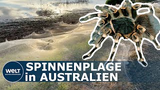 SPINNENPLAGE AUSTRALIEN Nach Hochwasser hüllen teils giftige Spinnen Australien in ihre Netze [upl. by Ttej]