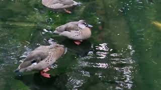 A group of Brazilian teals [upl. by Laet]