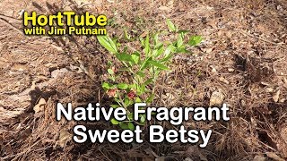 Native Fragrant Sweet Betsy  Carolina Allspice  Spicebush [upl. by Sosthina]