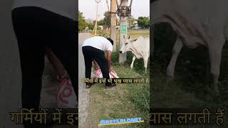 For a Good Laugh and Happy Cows Choose Livestockquotshortvideo viralvideo animallover gaumata [upl. by Ainitsirc]