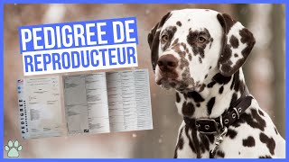 Le Pedigree des chiens reproducteurs [upl. by Sammy]