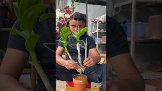 Short tips easy to following repotting dendrobium plant short plant orchid [upl. by Marquis]