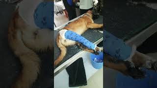 Bandaging of leg dog pet trending [upl. by Hadley]