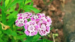 How to Grow Dianthus Pinks from Seed [upl. by Gui]