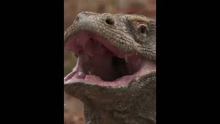 Why the Komodo Dragon is the Ultimate Killer of the Wild [upl. by Aerda]