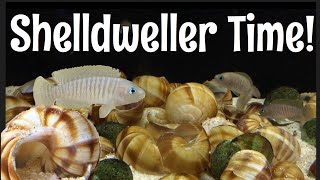 Neolamprologus multifasciatus Multie update [upl. by Eladnwahs]