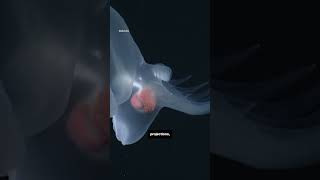 New glowing species discovered in deep sea [upl. by Eimareg]