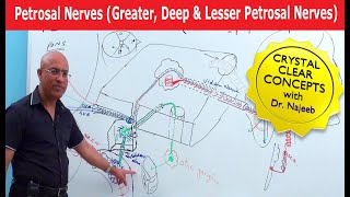 Petrosal Nerves  Greater Deep and Lesser Petrosal Nerves [upl. by Anallese]