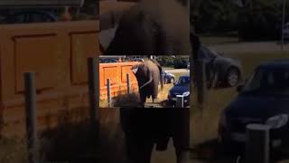 El Elefante Furioso Un Encuentro Impactante en la Safari youtubeshorts curiosidades shorts [upl. by Aihsatal]