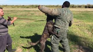 Dutch shepherd bite work training [upl. by Barbuto]