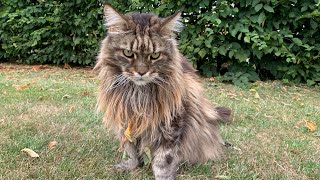 Do Maine Coons Talk A Lot Cat Talking [upl. by Aiz374]