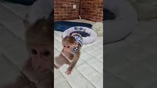 babyprimate cute babyanimal animals babyanimals funny [upl. by Yantruoc984]