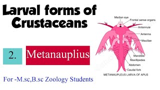 Part2 Larval forms of CrustaceansMetanauplius For Msc Bsc Zoology Students [upl. by Mini148]