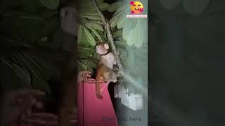 maruti reelsinstagram 🐒sweetrecipe follower 👈trendingshort trendingshorts 🤘 [upl. by Ennovy709]