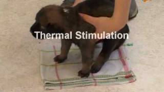 Early Neurological Stimulation Puppies [upl. by Alenas]