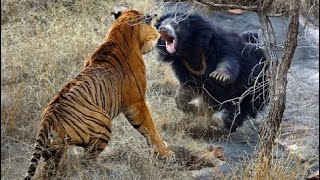 Tiger vs Lion Bear and other Apex Predators Who Rules the Wild [upl. by Aloz]