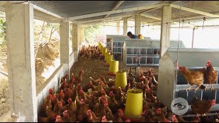 Fumigación en galpones de gallinas [upl. by Daley912]