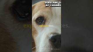 trendingshorts doglovers viralshorts pets dog ad cute animals facts about a Beadle [upl. by Fronia]