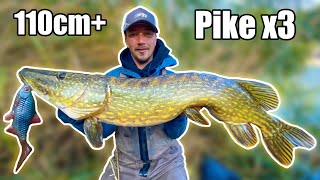 DREAM FISHING Our BEST Pike Fishing in Small River from Shore  Team Galant [upl. by Krik]