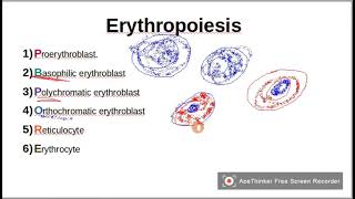 Mnemonic to remember ErythropoiesisRBCSStages of RBCS maturation [upl. by Rothenberg]