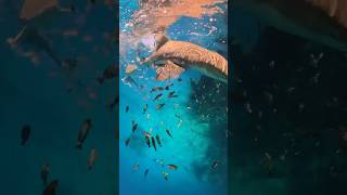 360 camera dropped into shark frenzy [upl. by Mich]