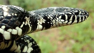 Best Snake EVER Eastern Kingsnake [upl. by Asyram]