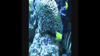 Oceanic 155 Gallon Bowfront Reef Aquarium [upl. by Eltsyrhc]