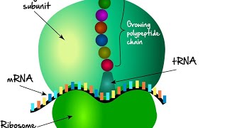 ribosomesprotien rough endoplasmic reticulum cytoskeletonmicrotubules [upl. by Tomasina]