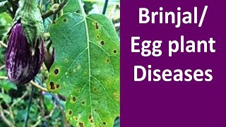 Diseases Management of Brinjal Solanum melongena [upl. by Thayer]