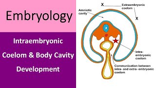 Intraembryonic Coelom and Body Cavity Development [upl. by Ardnama389]